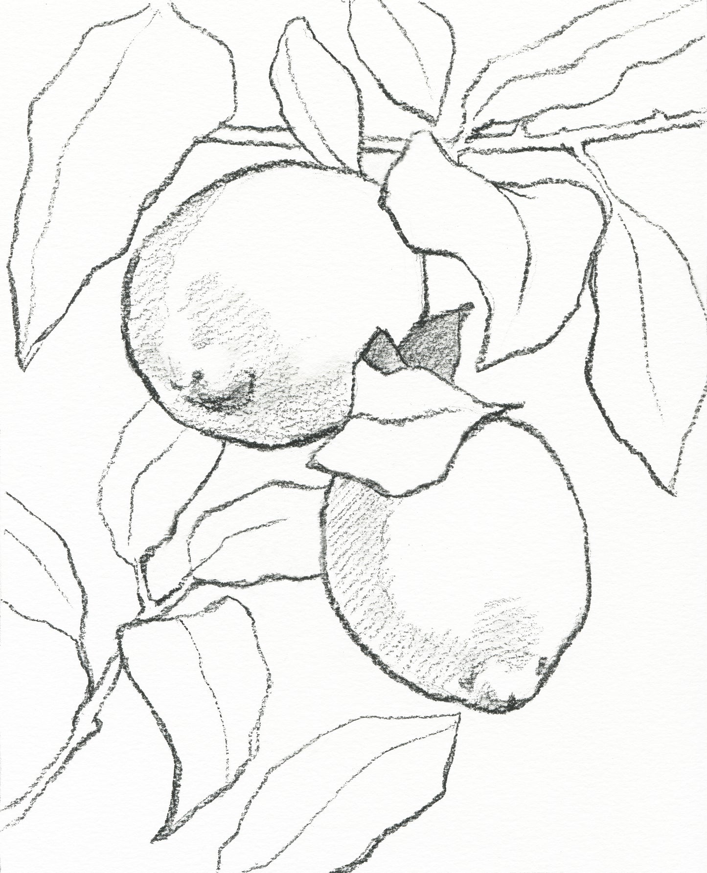Lemon Tree