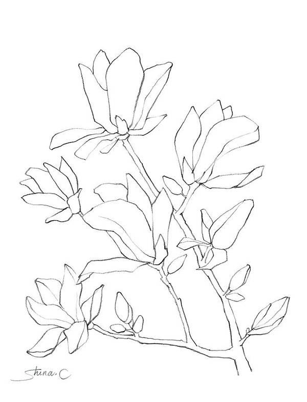 Magnolias-Drawing - Art Print